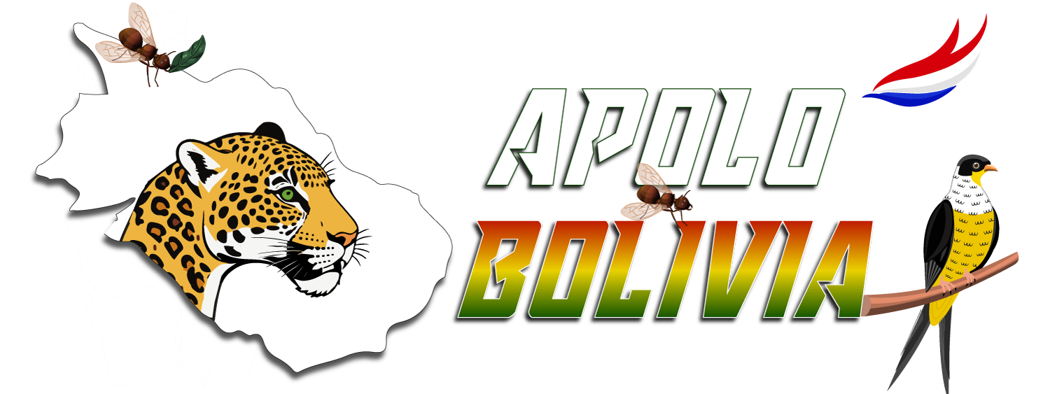 APOLO - BOLIVIA